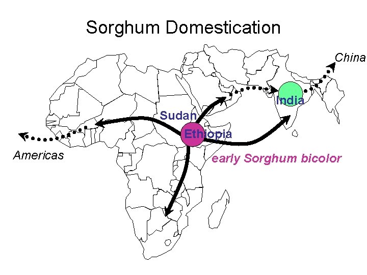 Sorghum Domestication China India Sudan Ethiopia Americas early Sorghum bicolor 