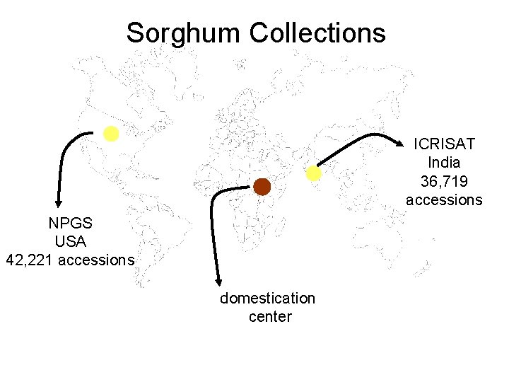Sorghum Collections ICRISAT India 36, 719 accessions NPGS USA 42, 221 accessions domestication center