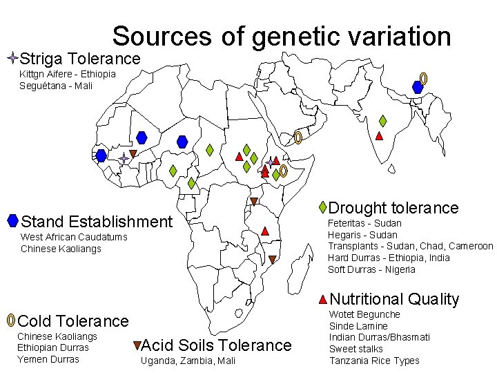 Sources of genetic variation Striga Tolerance Kittgn Aifere - Ethiopia Seguétana - Mali Stand