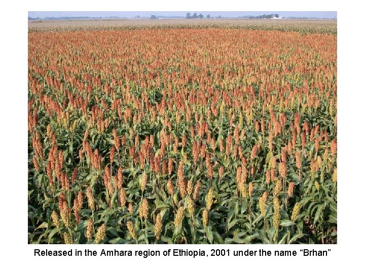Released in the Amhara region of Ethiopia, 2001 under the name “Brhan” 