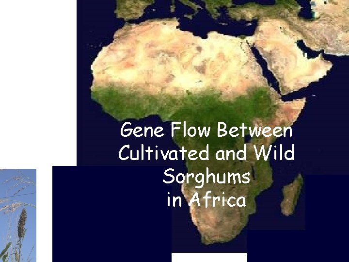 Gene Flow Between Cultivated and Wild Sorghums in Africa 