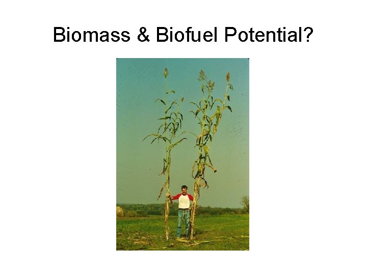 Biomass & Biofuel Potential? 