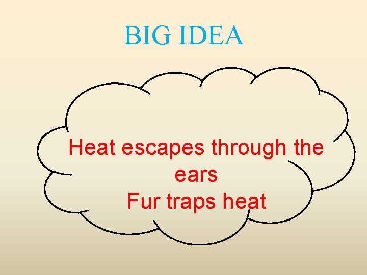 BIG IDEA Heat escapes through the ears Fur traps heat 
