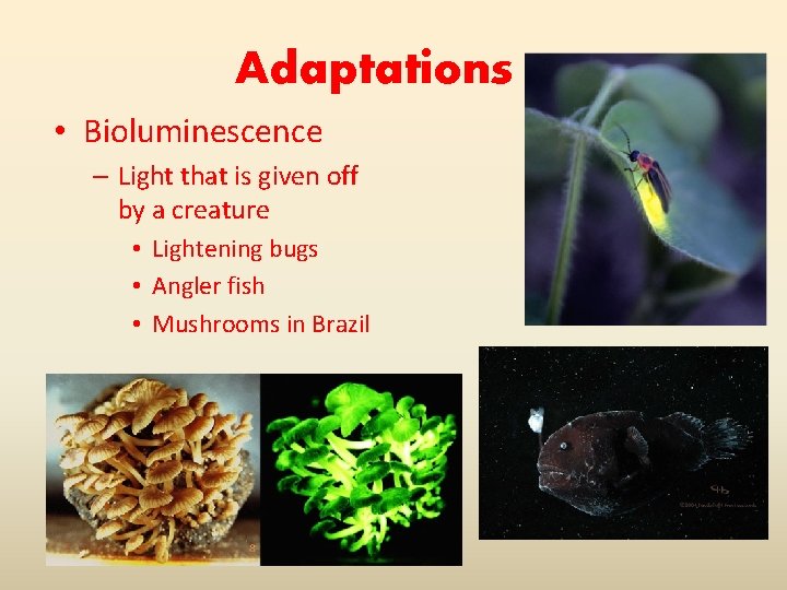 Adaptations • Bioluminescence – Light that is given off by a creature • Lightening