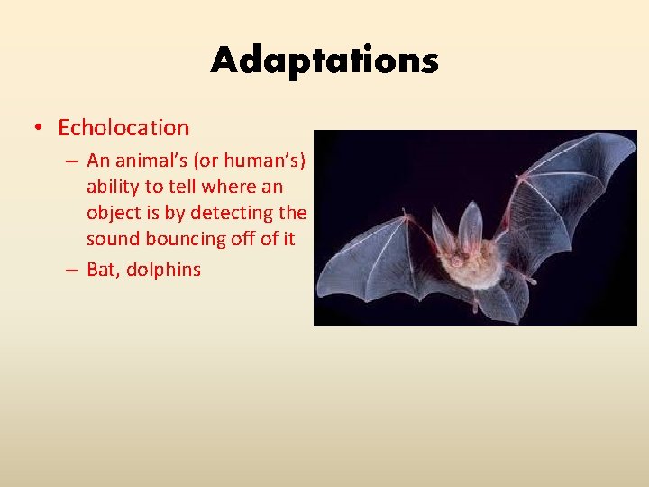 Adaptations • Echolocation – An animal’s (or human’s) ability to tell where an object