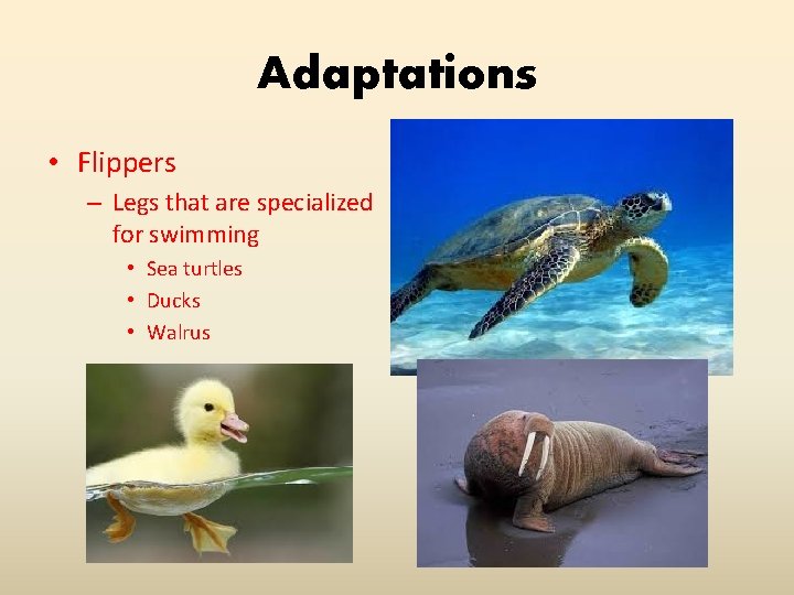 Adaptations • Flippers – Legs that are specialized for swimming • Sea turtles •