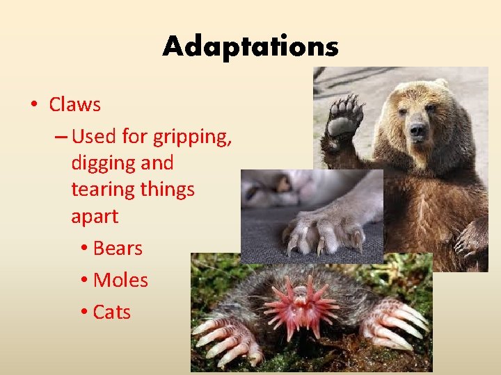 Adaptations • Claws – Used for gripping, digging and tearing things apart • Bears