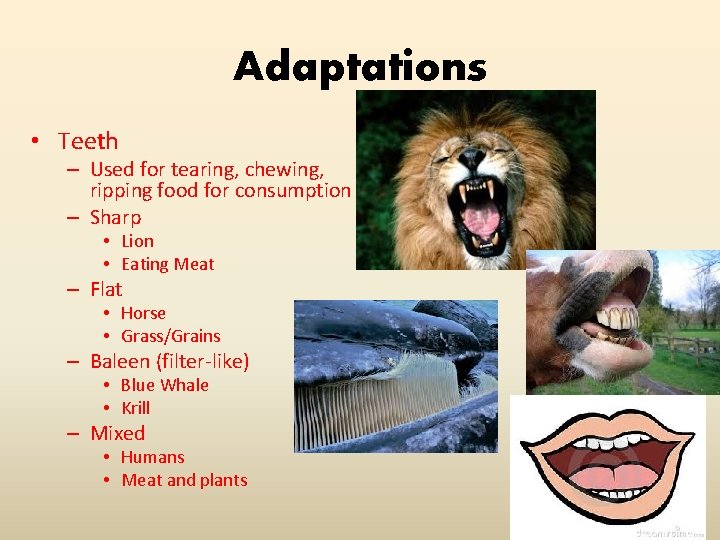 Adaptations • Teeth – Used for tearing, chewing, ripping food for consumption – Sharp