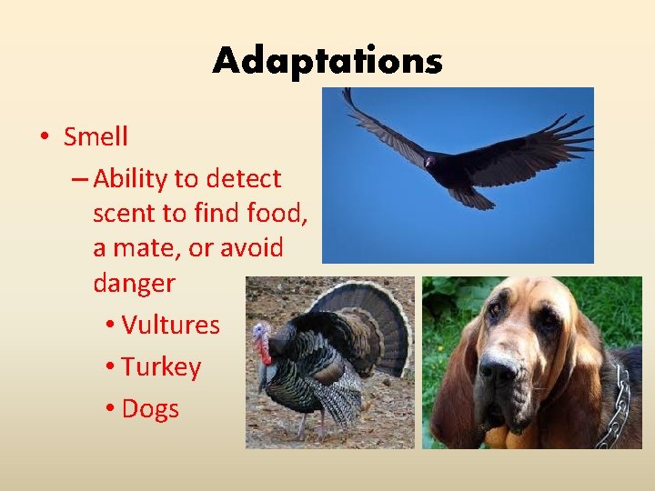 Adaptations • Smell – Ability to detect scent to find food, a mate, or