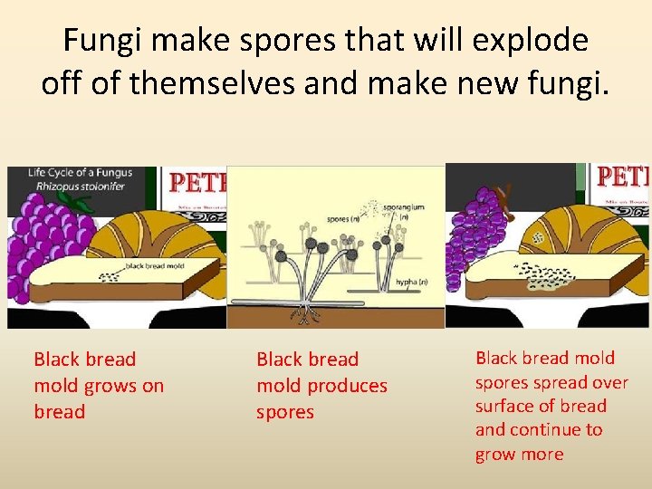 Fungi make spores that will explode off of themselves and make new fungi. Black