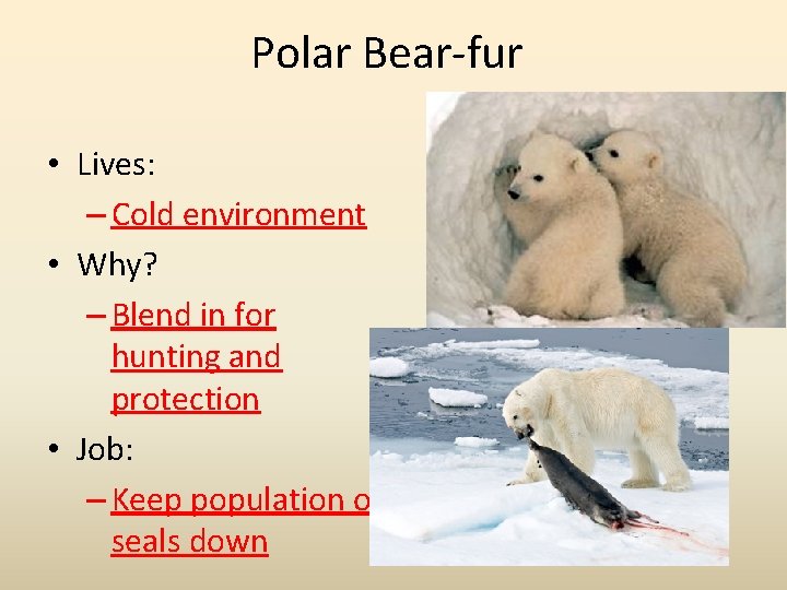 Polar Bear-fur • Lives: – Cold environment • Why? – Blend in for hunting