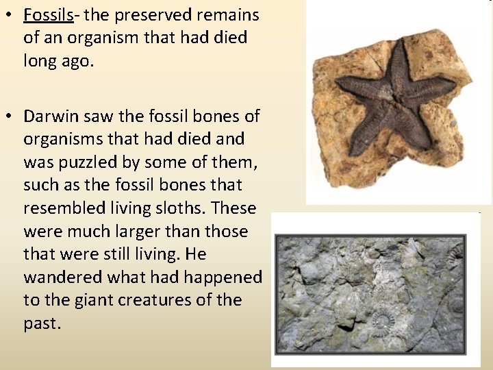  • Fossils- the preserved remains of an organism that had died long ago.