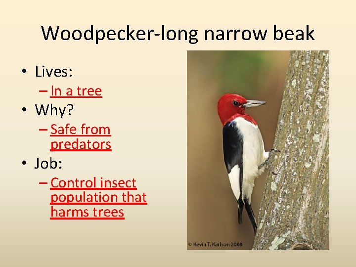 Woodpecker-long narrow beak • Lives: – In a tree • Why? – Safe from