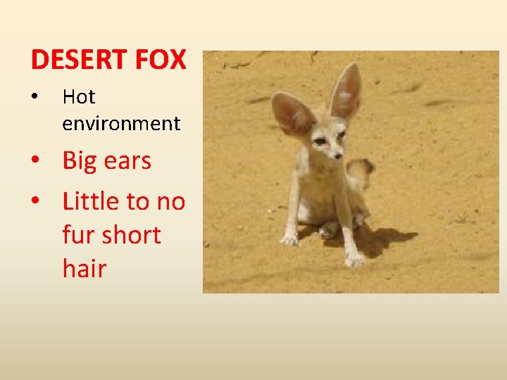 DESERT FOX • Hot environment • Big ears • Little to no fur short