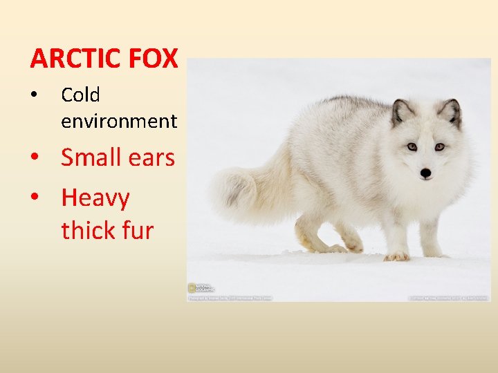 ARCTIC FOX • Cold environment • Small ears • Heavy thick fur 