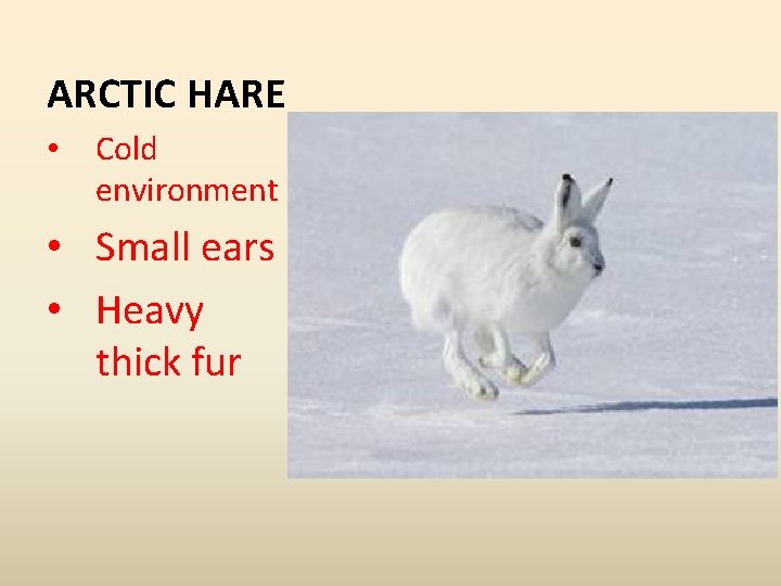 ARCTIC HARE • Cold environment • Small ears • Heavy thick fur 