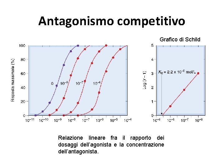 Antagonismo competitivo Grafico di Schild Relazione lineare fra il rapporto dei dosaggi dell’agonista e