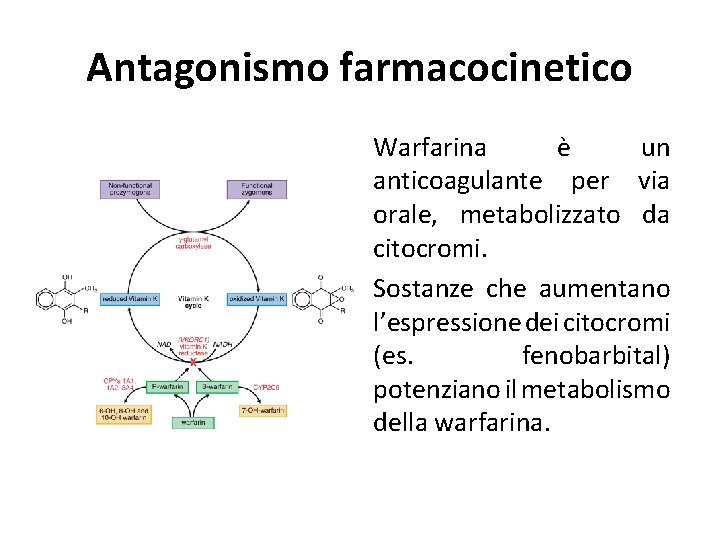 Antagonismo farmacocinetico Warfarina è un anticoagulante per via orale, metabolizzato da citocromi. Sostanze che