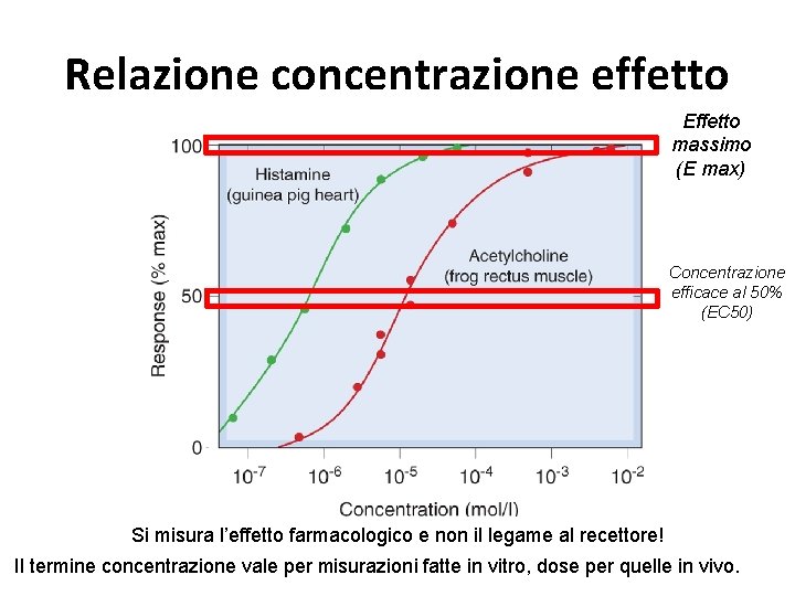 Relazione concentrazione effetto Effetto massimo (E max) Concentrazione efficace al 50% (EC 50) Si
