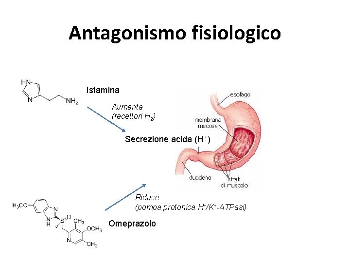 Antagonismo fisiologico Istamina Aumenta (recettori H 2) Secrezione acida (H+) Riduce (pompa protonica H+/K+-ATPasi)