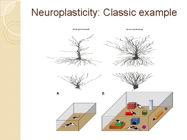 Neuroplasticity: Classic example 