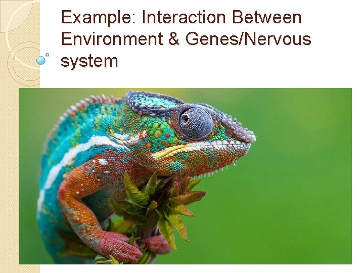 Example: Interaction Between Environment & Genes/Nervous system 