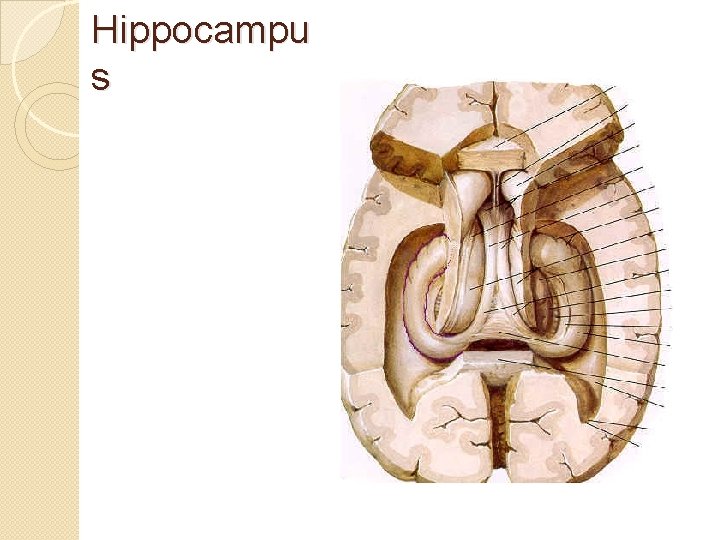 Hippocampu s 