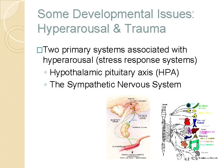 Some Developmental Issues: Hyperarousal & Trauma �Two primary systems associated with hyperarousal (stress response