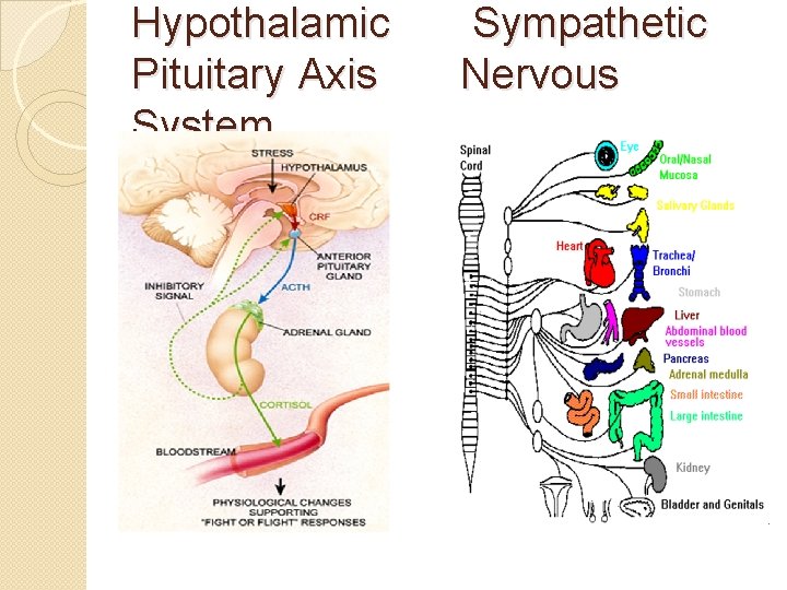 Hypothalamic Pituitary Axis System Sympathetic Nervous 