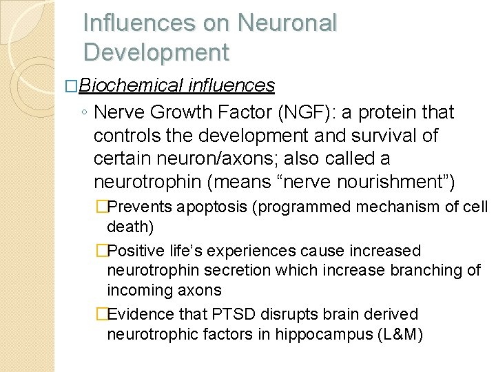 Influences on Neuronal Development �Biochemical influences ◦ Nerve Growth Factor (NGF): a protein that