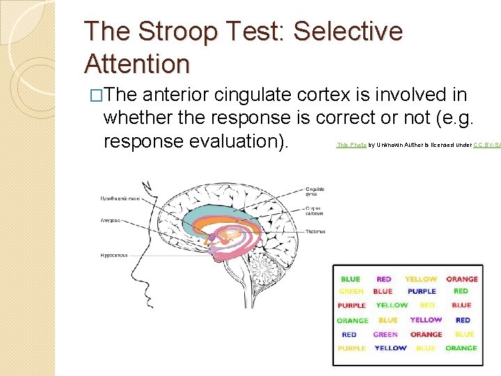 The Stroop Test: Selective Attention �The anterior cingulate cortex is involved in whether the