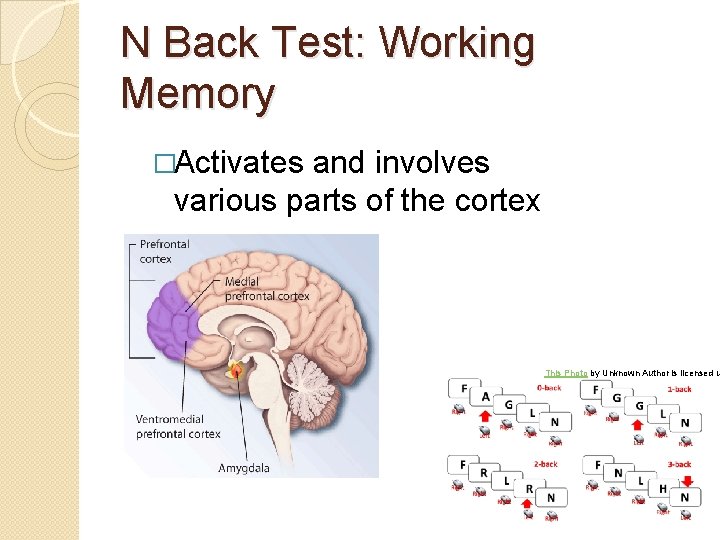 N Back Test: Working Memory �Activates and involves various parts of the cortex This