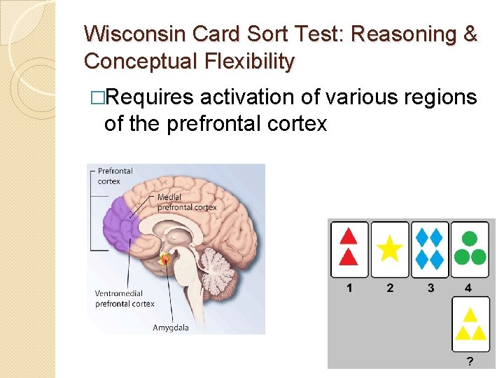 Wisconsin Card Sort Test: Reasoning & Conceptual Flexibility �Requires activation of various regions of