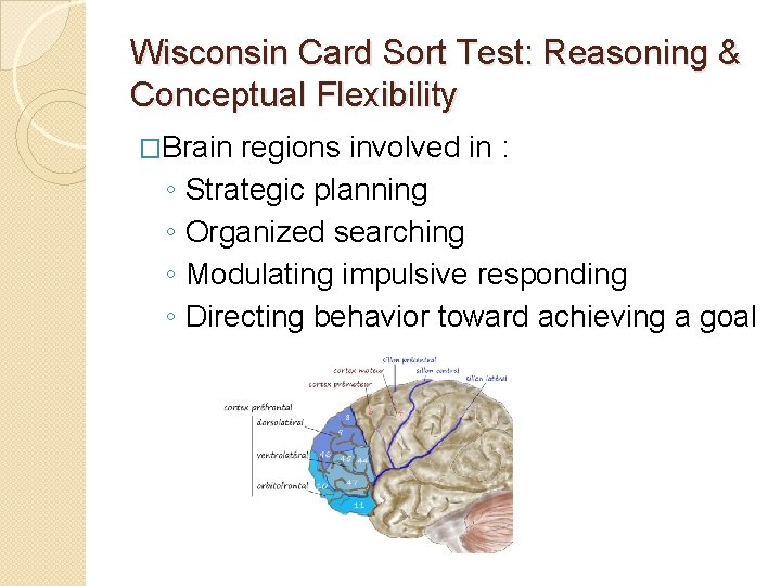Wisconsin Card Sort Test: Reasoning & Conceptual Flexibility �Brain ◦ ◦ regions involved in