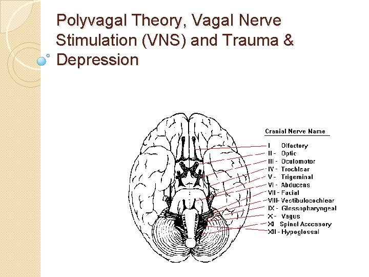 Polyvagal Theory, Vagal Nerve Stimulation (VNS) and Trauma & Depression 