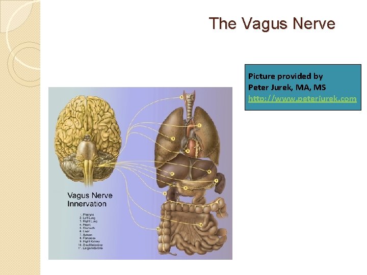 The Vagus Nerve Picture provided by Peter Jurek, MA, MS http: //www. peterjurek. com