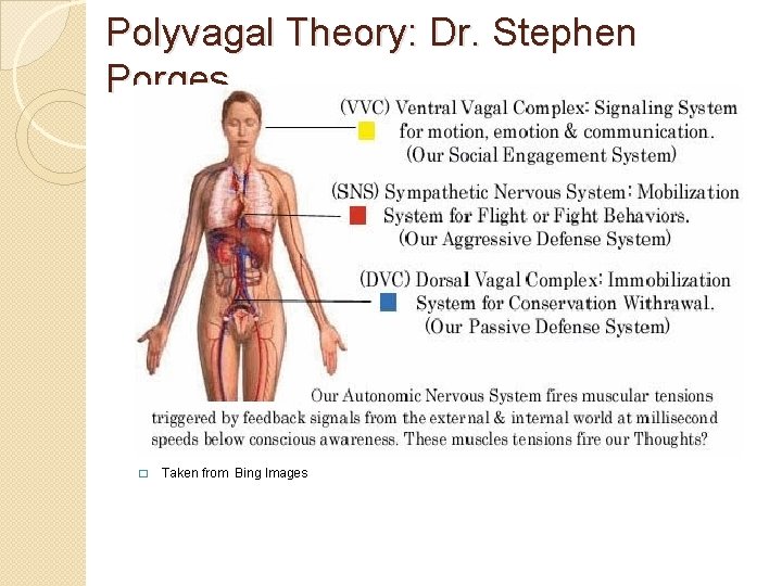 Polyvagal Theory: Dr. Stephen Porges � Taken from Bing Images 