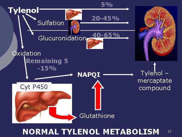 5% Tylenol 20 -45% Sulfation Glucuronidation Oxidation Remaining 5 -15% 40 -65% NAPQI Cyt