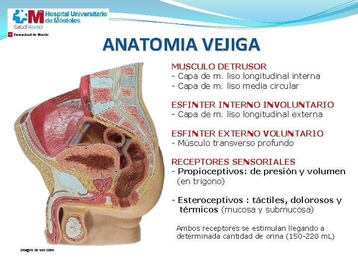 ANATOMIA VEJIGA MUSCULO DETRUSOR - Capa de m. liso longitudinal interna - Capa de