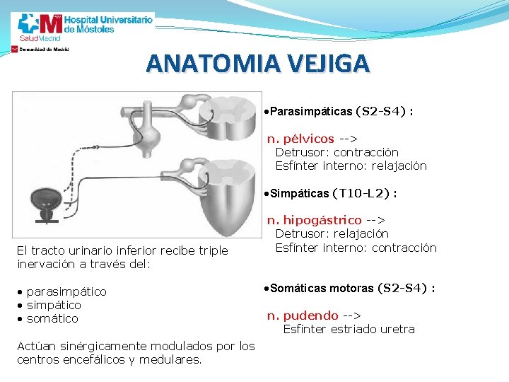 ANATOMIA VEJIGA • Parasimpáticas (S 2 -S 4) : n. pélvicos --> Detrusor: contracción