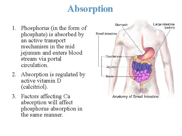 Absorption 1. Phosphorus (in the form of phosphate) is absorbed by an active transport