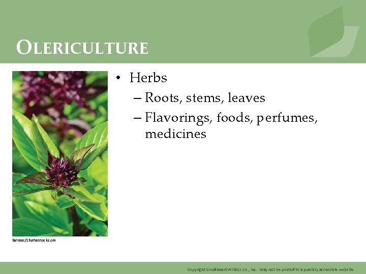 OLERICULTURE • Herbs – Roots, stems, leaves – Flavorings, foods, perfumes, medicines hatreec/Shutterstock. com