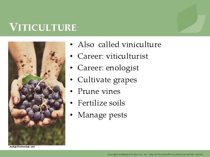 VITICULTURE • • Also called viniculture Career: viticulturist Career: enologist Cultivate grapes Prune vines