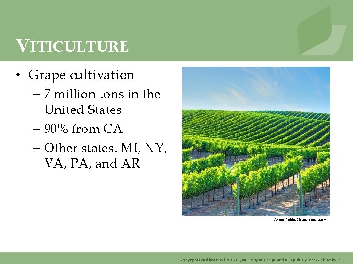 VITICULTURE • Grape cultivation – 7 million tons in the United States – 90%