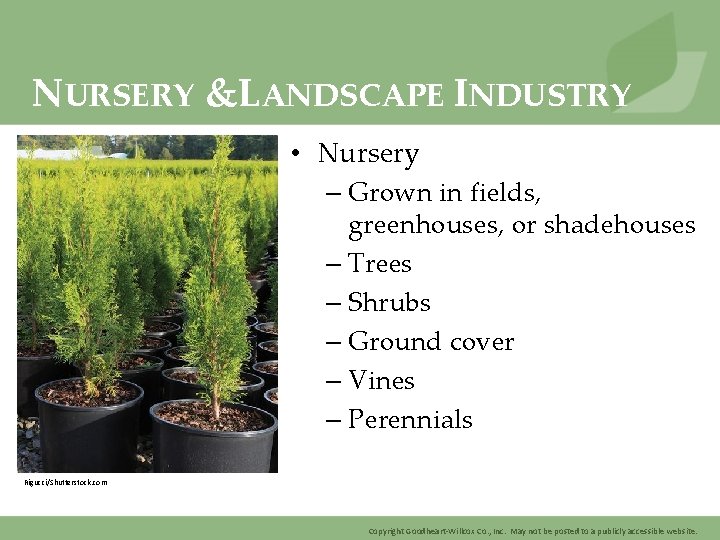 NURSERY &LANDSCAPE INDUSTRY • Nursery – Grown in fields, greenhouses, or shadehouses – Trees
