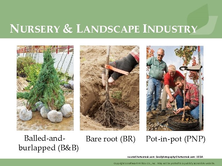 NURSERY & LANDSCAPE INDUSTRY Balled-and. Bare root (BR) burlapped (B&B) Pot-in-pot (PNP) serato/Shutterstock. com;