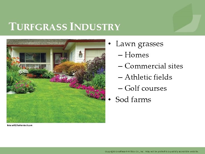TURFGRASS INDUSTRY • Lawn grasses – Homes – Commercial sites – Athletic fields –