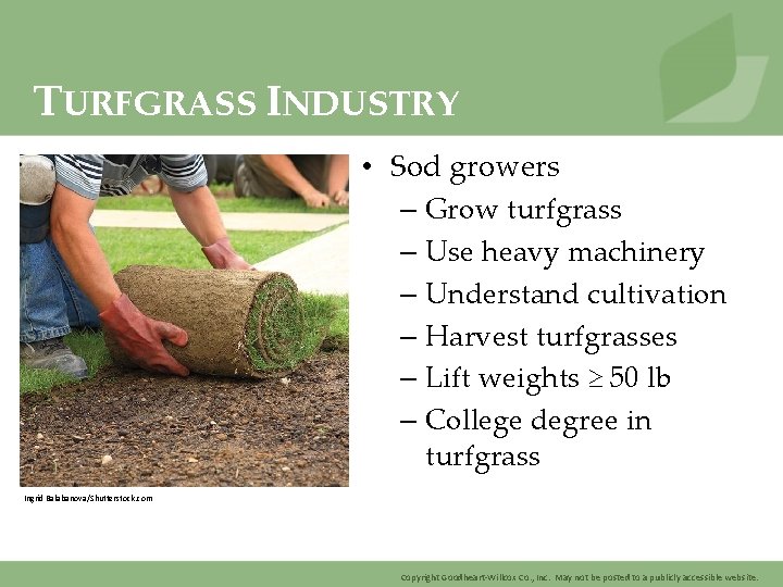 TURFGRASS INDUSTRY • Sod growers – Grow turfgrass – Use heavy machinery – Understand