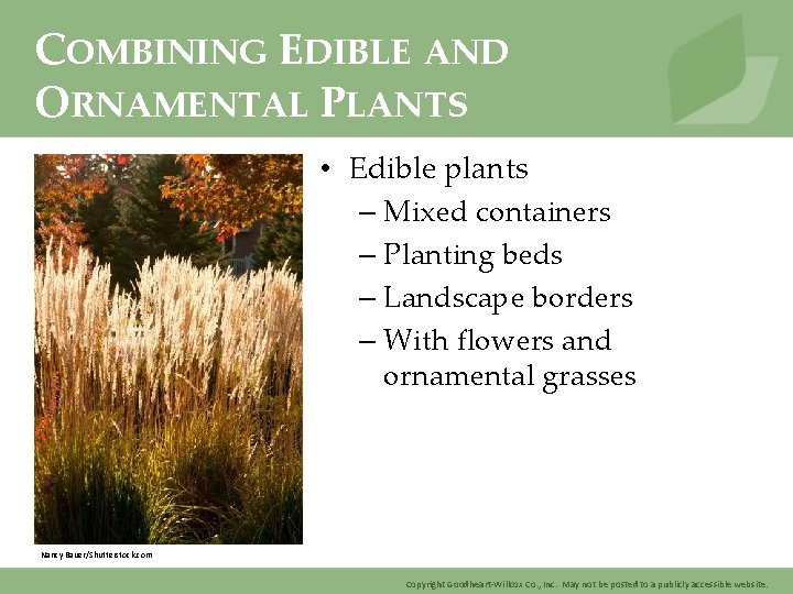 COMBINING EDIBLE AND ORNAMENTAL PLANTS • Edible plants – Mixed containers – Planting beds