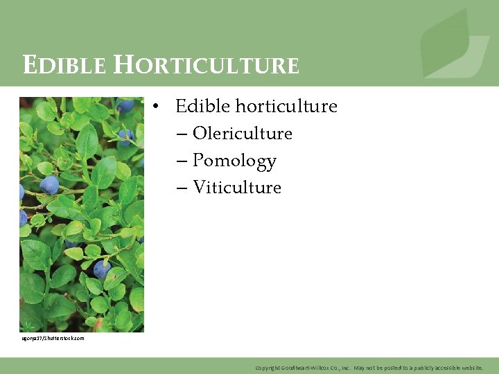 EDIBLE HORTICULTURE • Edible horticulture – Olericulture – Pomology – Viticulture ugorya 17/Shutterstock. com